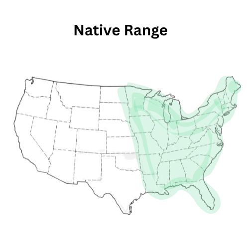 Eastern Pollinator Seed Mixture (Native Mix Eastern U.S.)