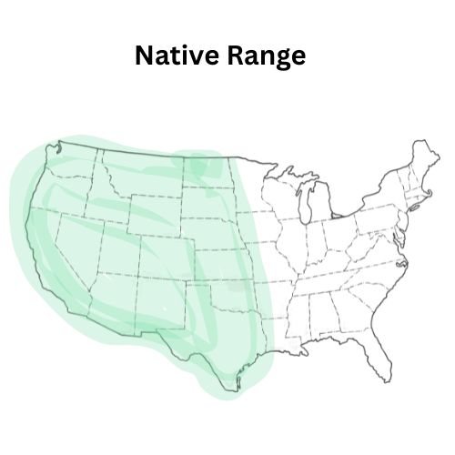 Western Pollinator Seed Mixture (Native Mix Western U.S)