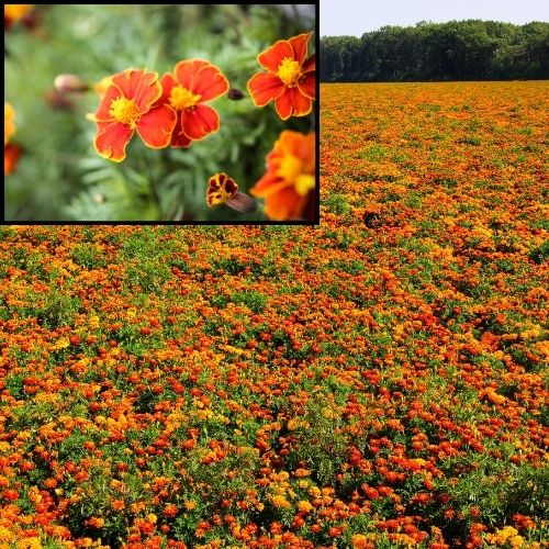 Nemotode Control Marigolds, Beneficial Marigolds