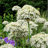 Thumbnail for Allium Tall 'Nigrum', Multibulbosum