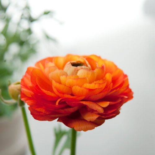 Ranunculus Sunset Size (Ranunculus Tecolote)