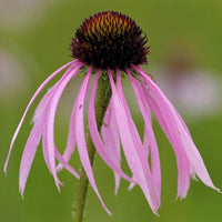 Thumbnail for Pale Purple Coneflower - Prairie Native, Echinacea pallida