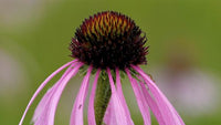 Thumbnail for Native Flower Mix Midwest