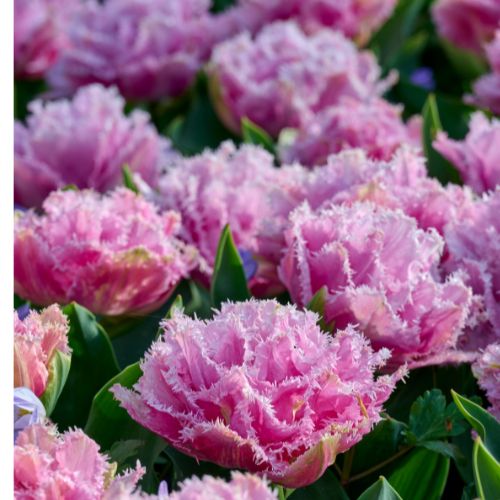 Fringed Double Tulip 'Perth' Tulip Bulbs (Fringe Tulips)