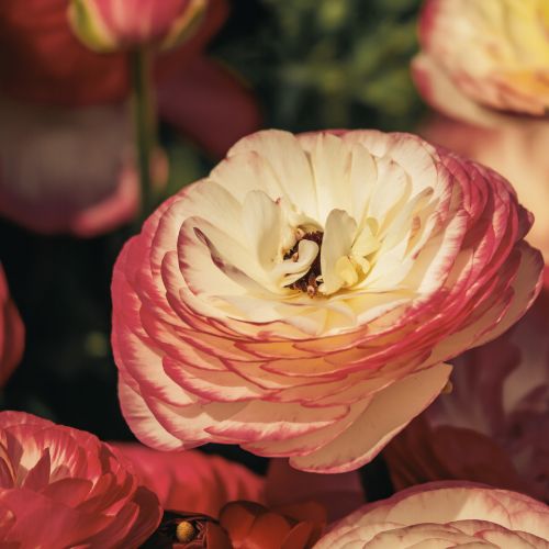 Ranunculus 'Picotee Cafe’
