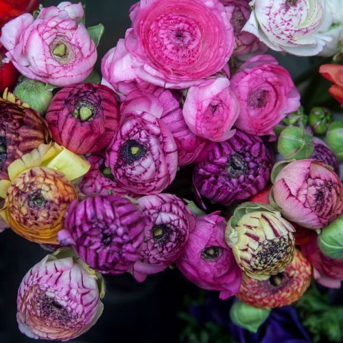Ranunculus Picotee Mix Jumbo Size (Ranunculus Tecolote)