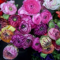 Thumbnail for Ranunculus Picotee Mix Jumbo Size (Ranunculus Tecolote)
