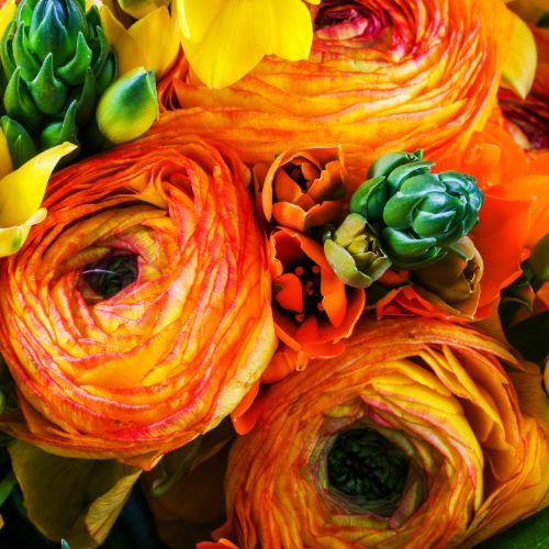 Ranunculus Picotee Orange (Ranunculus)