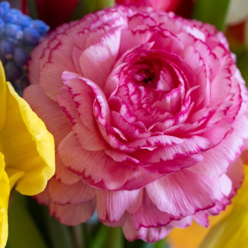 Ranunculus Picotee Pink (Ranunculus)