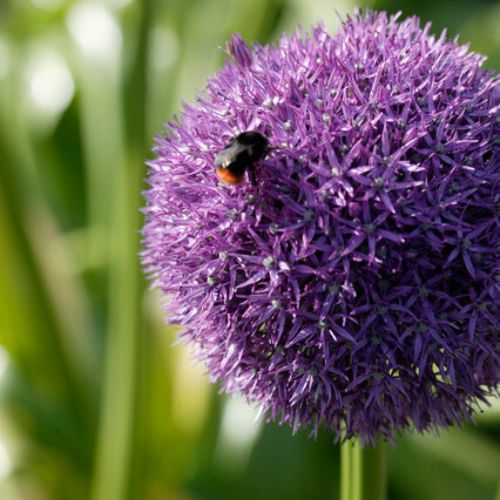 Giant Allium 'Pinball Wizard'