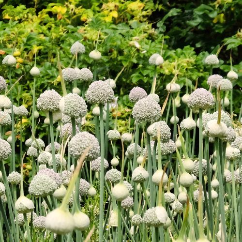 Miniature Allium 'Ping Pong'