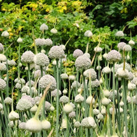 Thumbnail for Miniature Allium 'Ping Pong'