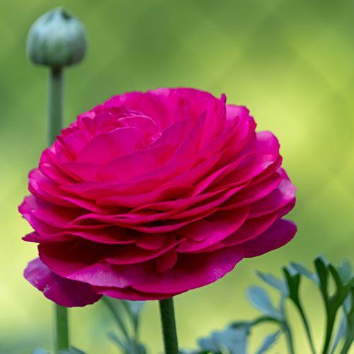 Ranunculus Rose, Jumbo Size (Ranunculus Tecolote)