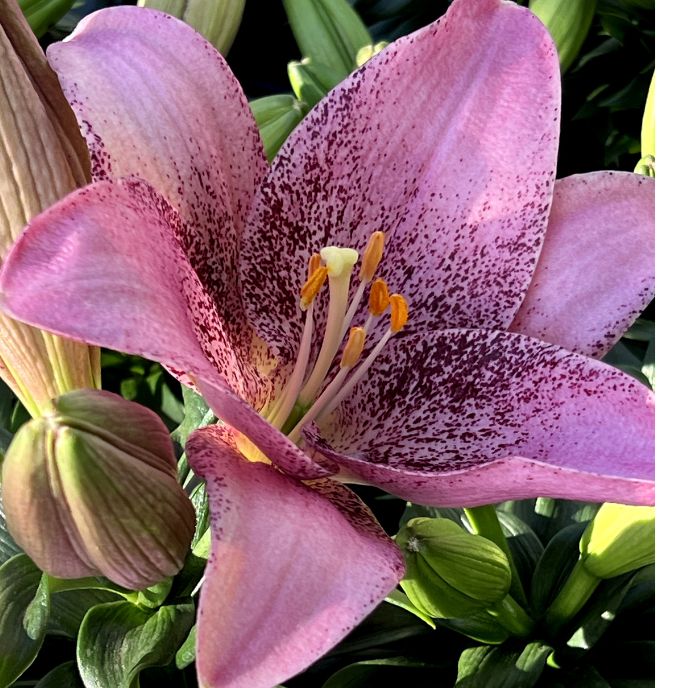 Pink Morpho Lily