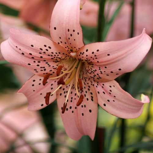 Lilium Tiger 'Pink Tiger' (Tiger Lily)