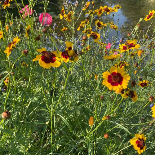 Dwarf Plains Coreopsis Flower - Prairie Native