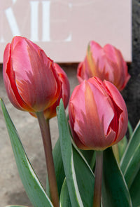 Thumbnail for Tulips - Pre-Chilled and ready to plant!