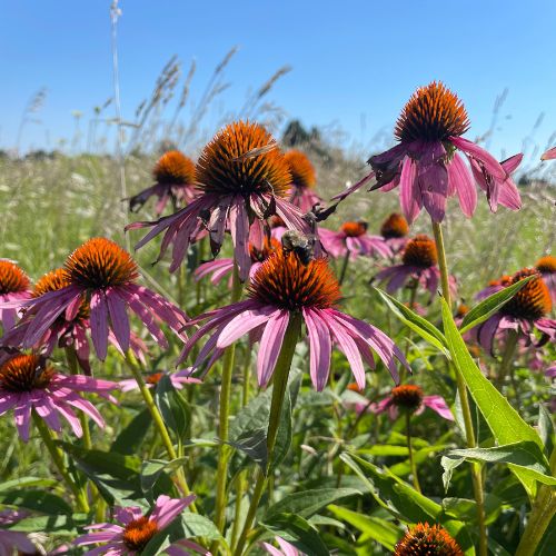 Purple Coneflower - Prairie Native