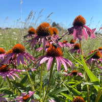 Thumbnail for Purple Coneflower - Prairie Native