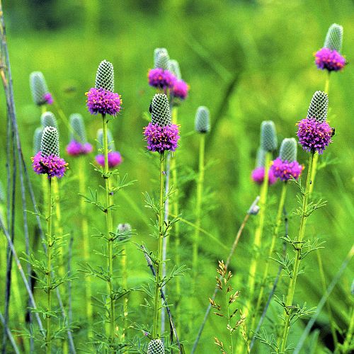 Purple Prairie Clover