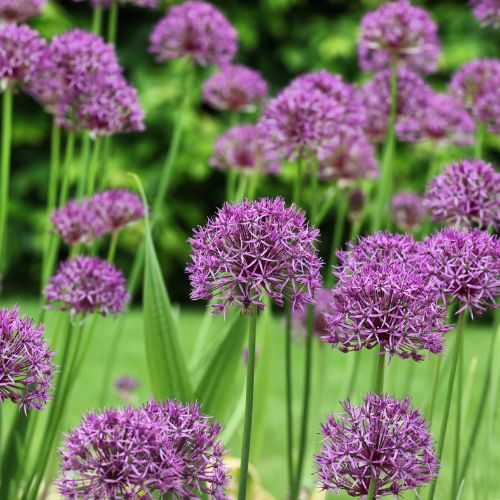 Allium Tall 'Purple Rain' Ornamental Onion