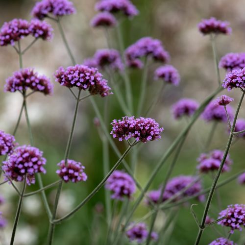 Purple Top Vervain or Purple Top Verbena Flower Seeds, 1725 Heirloom