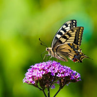 Thumbnail for Purple Top Vervain or Purple Top Verbena Flower Seeds, 1725 Heirloom