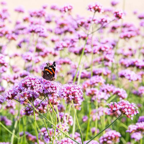 Purple Top Vervain or Purple Top Verbena Flower Seeds, 1725 Heirloom