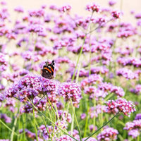 Thumbnail for Purple Top Vervain or Purple Top Verbena Flower Seeds, 1725 Heirloom