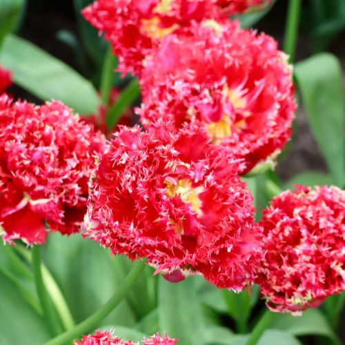 Fringed Tulip 'Qatar' Tulip Bulbs (Fringe Tulips)