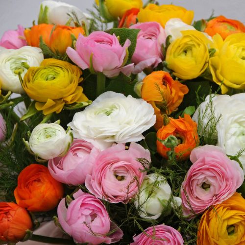 Ranunculus Rainbow Mix (Ranunculus Aviv)