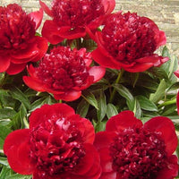 Thumbnail for Red Charm - Peony, 1944 introduction