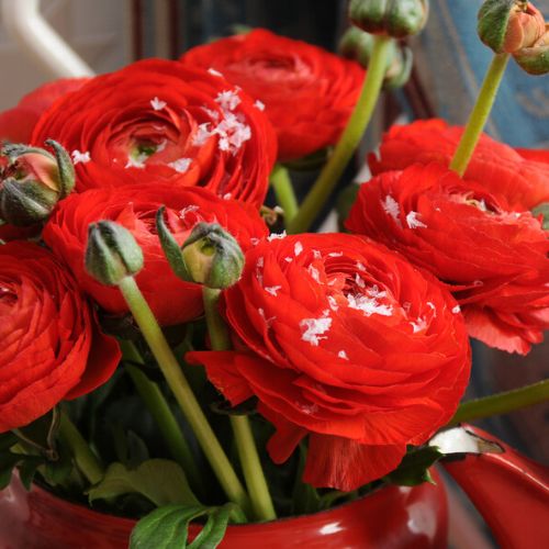 Ranunculus Red, Jumbo Size (Ranunculus Tecolote)