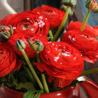 Thumbnail for Ranunculus Red, Jumbo Size (Ranunculus Tecolote)