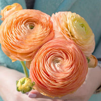 Thumbnail for Ranunculus Salmon, Jumbo Size (Ranunculus Tecolote)