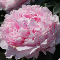 Thumbnail for Sarah Bernhardt - Peony, 1906 introduction, French origin