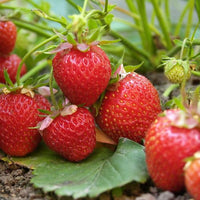 Thumbnail for Strawberries - Our Most Popular Varieties, Crowns Ships in Spring