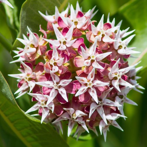 Showy Milkweed Seeds