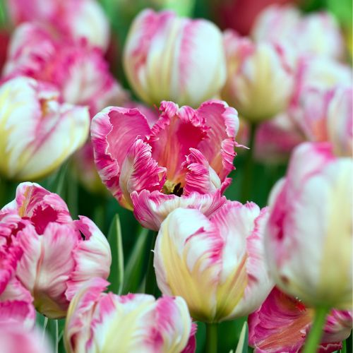 Tulips - Pre-Chilled and ready to plant!