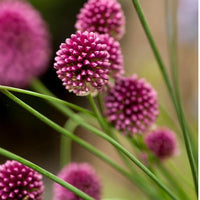 Thumbnail for Miniature Allium 'Sphaerocephalon', Drumstick Allium