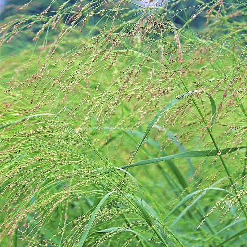 Switchgrass 'Dacotah' Grass- Prairie Native (North)