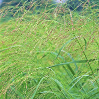 Thumbnail for Switchgrass 'Dacotah' Grass- Prairie Native (North)