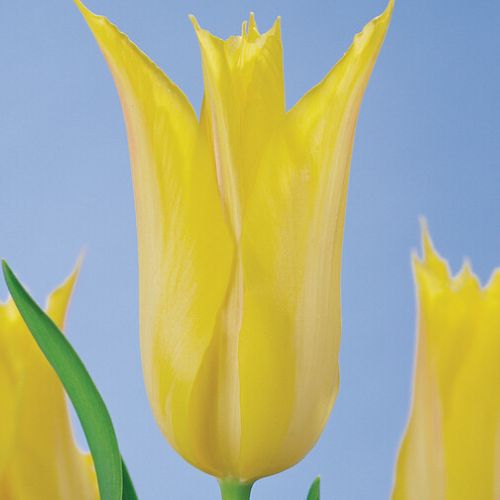 Lily Tulips 'Thanksgiving Point' Tulip Bulbs (Lily Tulips), Yellow Tulips