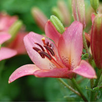 Thumbnail for Tinilco Lily Lilium Asiatic (Asiatic Lily)