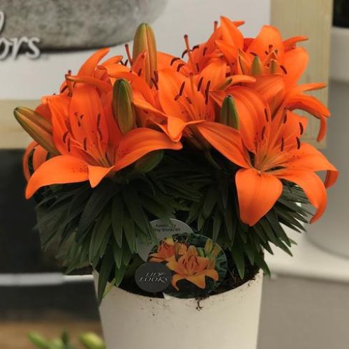 Tiny Invader Lily, Lilium Asiatic (Asiatic Lily, Lily Div I)