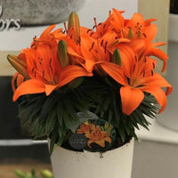 Thumbnail for Tiny Invader Lily, Lilium Asiatic (Asiatic Lily, Lily Div I)