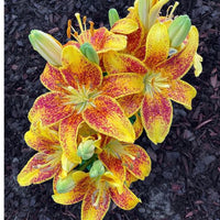 Thumbnail for Tiny Parrot Lily, Lilium Asiatic (Asiatic Lily, Lily Div I)