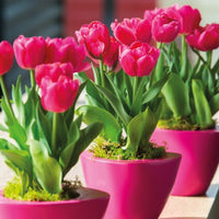 Thumbnail for Tulips - Pre-Chilled and ready to plant!