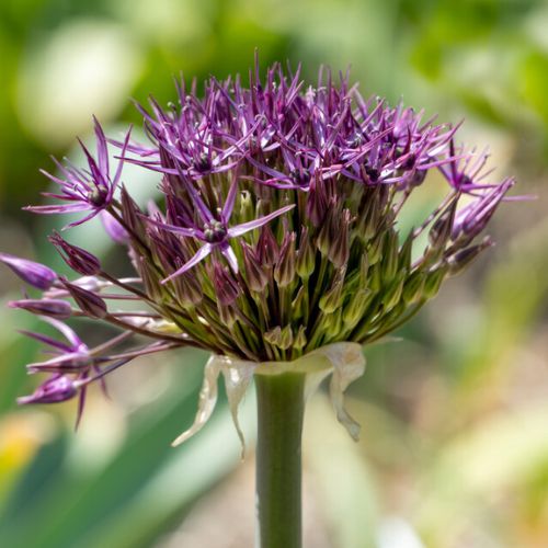 Giant Allium 'Universe'