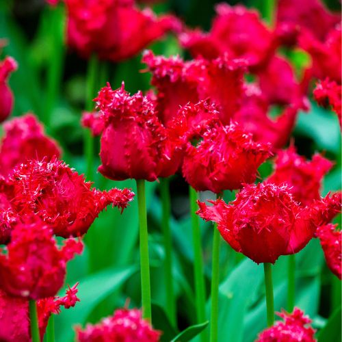 Fringed Tulip 'Versaci' Tulip Bulbs (Fringe Tulips)